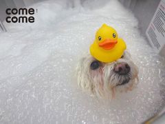 -comecome来吧宠物(奥克斯中心店)