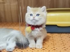 -欣宠猫屋·矮脚拿破仑·蓝金金渐层