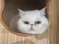 -PET WISH宠物愿望(BFC外滩金融中心店)