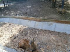 -清迈夜间动物园