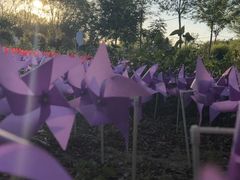 -亚心花海主题乐园