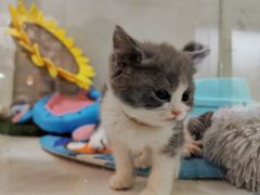 -糯米喵星人总部直营旗舰店·猫舍·幼猫出售
