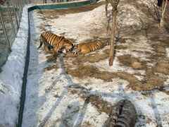 -横道河子东北虎林园