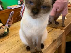 -李小姐の猫咖啡馆(五角场店)