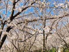 -苏州上方山国家森林公园
