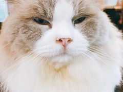 -more than meow吴止猫主题餐厅(承德 中船汇店)