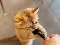 -飞行喵MR PILOT|猫舍·猫咖(静安大融城店)