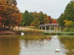 -宁波杭州湾国家湿地公园