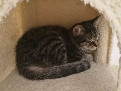 -浣熊柯尔鸭土拨鼠·电玩咖