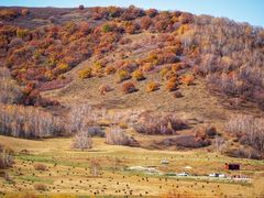 -塞罕坝国家级自然保护区