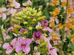 -中国天府农业博览园