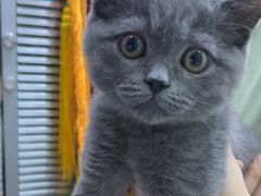 -pd派德宠物中心医院24H急重症·眼科中心·血液透析中心(嵩山北路店)