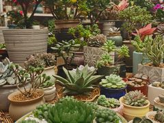 -秦美花卉(天朗·莱茵小城2期店)