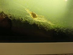 -皇家御河游(紫御湾码头)