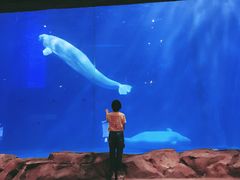 -华夏文旅海洋公园