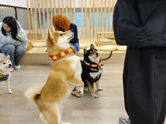 -柴迷FANS CLUB·柴犬狗咖·猫咖