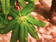 -菩提树下茶咖鼓捣