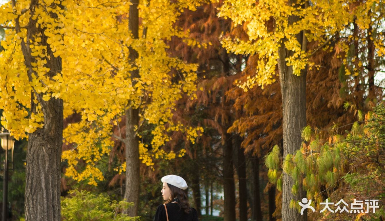 上海这片像身处国外公园的银杏林，竟如此的美🍂