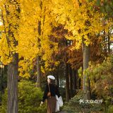 上海这片像身处国外公园的银杏林，竟如此的美🍂