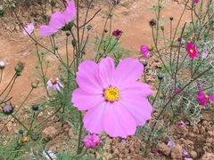 -松山湖梦幻百花洲