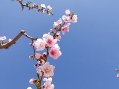 -河口景区