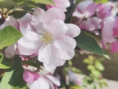 -海棠花溪(元大都城垣遗址公园)