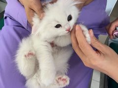 -康旭宠物医院(郑州总院)