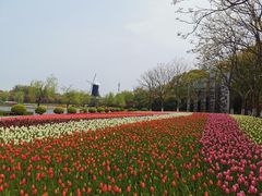 -上海鲜花港