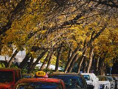 -三里屯东五街银杏大道