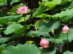 -荔湾湖公园