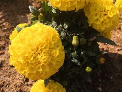 -松山湖梦幻百花洲