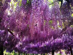 -嘉定紫藤园