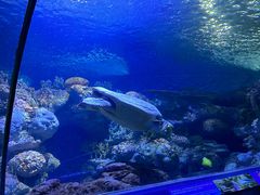 -上海海洋水族馆