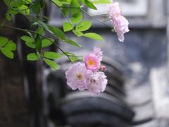 -老门东历史文化街区
