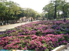 -松山湖南湖湾露营营地