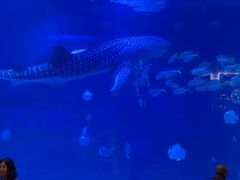 -烟台海昌鲸鲨海洋公园