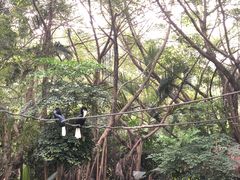 -广州长隆飞鸟乐园