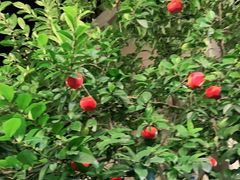 -李东农庄(中南百草园地标店)