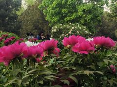 -莲花池公园