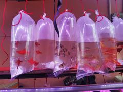 -中环花鸟鱼虫市场