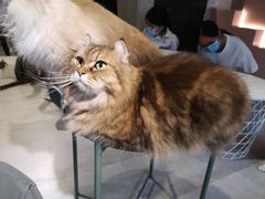 -猫儿山۰猫主题餐厅