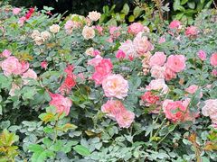 -人民公园(罗湖区)