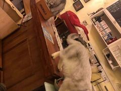 -猫色咖啡·猫咖