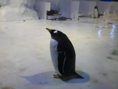 -芜湖新华联大白鲸海洋公园