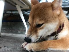 -柴犬高等学院·狗咖·柴犬售卖·宠物训练