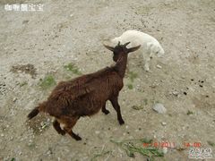 -苏州太湖西山岛开心农场