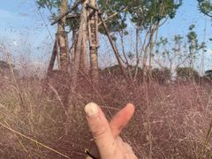 -白鹭湾湿地公园