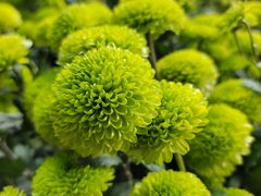 -杭州植物园
