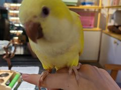 -深圳鸟咖鹦花岛