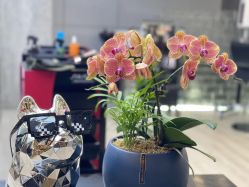 点击看大图 -showcase·形象沙龙